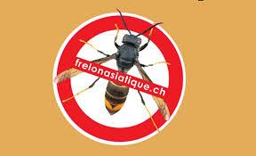 frelon asiatique